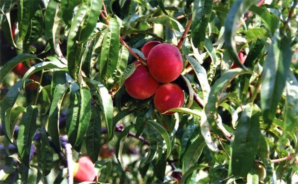 Agriturismo La Biandrina Carpignano Sesia 外观 照片