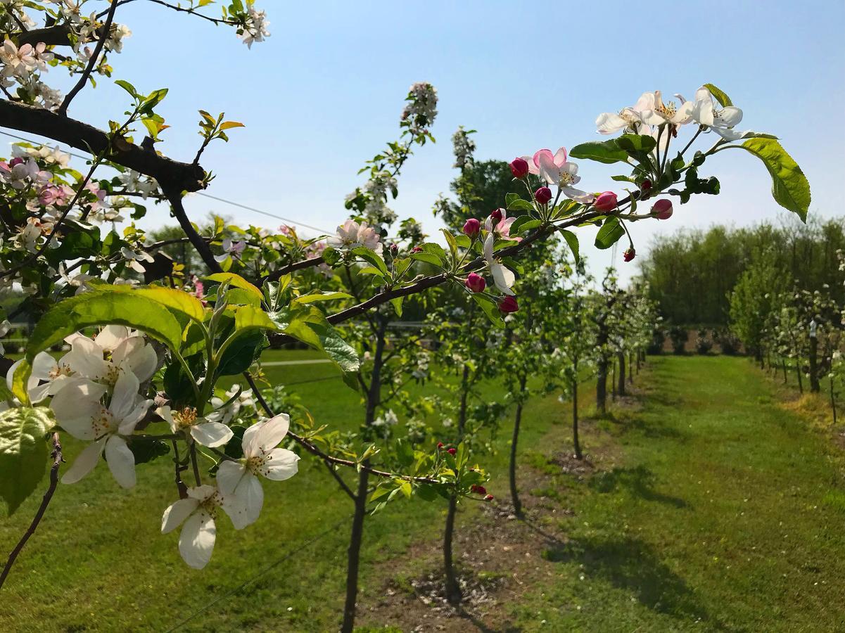 Agriturismo La Biandrina Carpignano Sesia 外观 照片