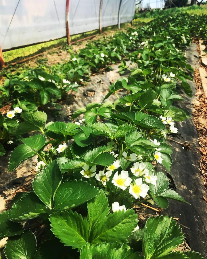 Agriturismo La Biandrina Carpignano Sesia 外观 照片
